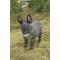 Show in main carousel: Hi-Line Gift Standing Grey Donkey Statue, Gray, 15.16-in slide 6 of 10