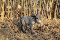 Hi-Line Gift Standing Donkey Looking Right Statue, Gray, 12.4-in