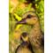 Show in main carousel: Hi-Line Gift Playful Ducklings Garden Statue, Yellow, Black, 5-in slide 6 of 9