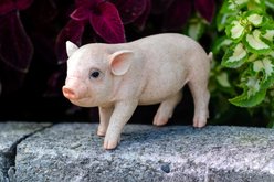 Hi-Line Gift Standing Baby Pig Statue, Pink, 5-in