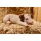 Show in main carousel: Hi-Line Gift Pig Sleeping Statue, 3.75-in slide 1 of 7