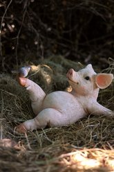 Hi-Line Gift Yoga Pig Statue, 7.28-in