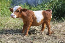 Hi-Line Gift Standing Cow Statue, Brown & White, 16.5-in