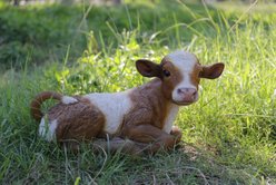 Hi-Line Gift Cow Laying Down Statue, Brown & White, 11-in