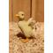 Show in main carousel: Hi-Line Gift Ducklings Statue, 4.53-in slide 8 of 9