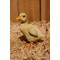 Show in main carousel: Hi-Line Gift Ducklings Statue, 4.53-in slide 9 of 9