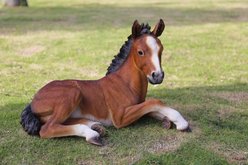 Hi-Line Gift Horse Colt Laying Down Statue, 16.75-in