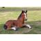 Show in main carousel: Hi-Line Gift Horse Colt Laying Down Statue, 16.75-in slide 1 of 7