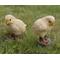 Show in main carousel: Hi-Line Gift Baby Chicks Pair Statue, 4.33-in slide 1 of 9