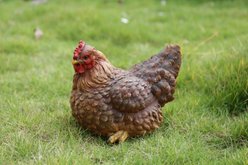 Hi-Line Gift Hen Squatting Statue, 7.5-in