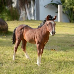 Hi-Line Gift Standing Horse Statue, 13.39-in