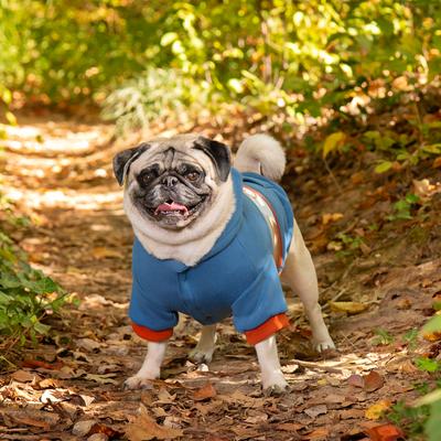 Show full view: Jeep Vintage Logo Dog Hoodie, Blue, Medium, Hoodie slide 2 of 9