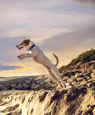 Show full view: Tickless & JK9 Anti Tick Outdoor Collar for Dogs & Cats slide 5 of 6