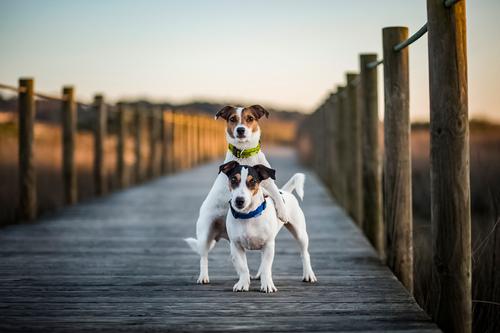 Show full view: Tickless & JK9 Anti Tick Outdoor Collar for Dogs & Cats slide 6 of 6