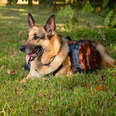Show full view: Jeep Saddle Bag Nylon Dog Harness, Orange, X-Large: 31 to 42-in chest slide 2 of 6