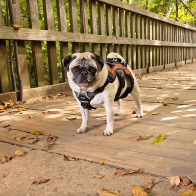Show full view: Jeep Saddle Bag Nylon Dog Harness, Orange, Small: 17 to 22-in chest slide 2 of 6