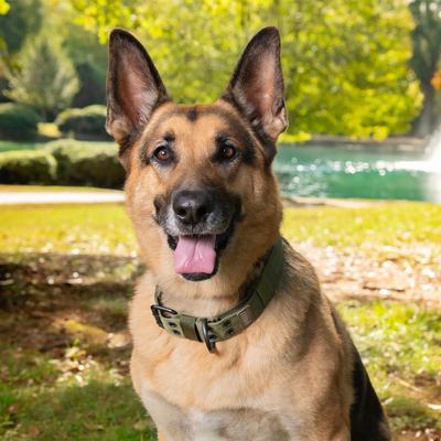 Show full view: Jeep Willy's Edition Dog Collar, Green, X-Large: 30-in neck, 1 1/2-in wide slide 2 of 6