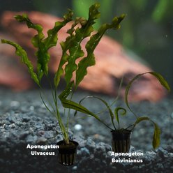 Quinn's Fins Once Aponogeton A Time Aquarium Plant Pack, 2 count slide 2 of 2