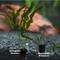 Show in main carousel: Quinn's Fins Once Aponogeton A Time Aquarium Plant Pack, 2 count slide 2 of 2