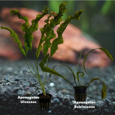 Show full view: Quinn's Fins Once Aponogeton A Time Aquarium Plant Pack, 2 count slide 2 of 2