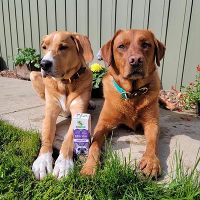 Show full view: GreenPolly Leak-Resistant & Fits Leash Dispensers Dog Waste & Poop Bags, Unscented, 9 x 13-in, 40 count slide 4 of 5