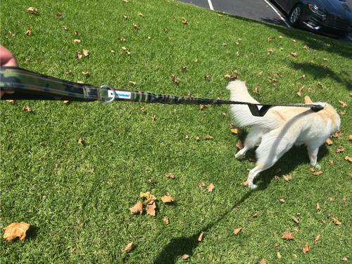 Show full view: Shed Defender Three Handle Bungee Reflective Dog Leash, Camo, 4 to 7-ft long, 1-in wide slide 6 of 11