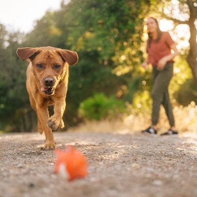 Show full view: Lanana Creek Farms Zoom Boost Electrolyte Hydration Support Liquid Supplement for Dogs, 7.7-fl oz slide 5 of 8