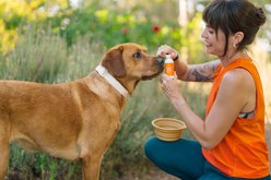 Lanana Creek Farms Zoom Boost On-the-Go Hydration Booster Liquid Supplement for Dogs, 2-fl oz slide 2 of 5