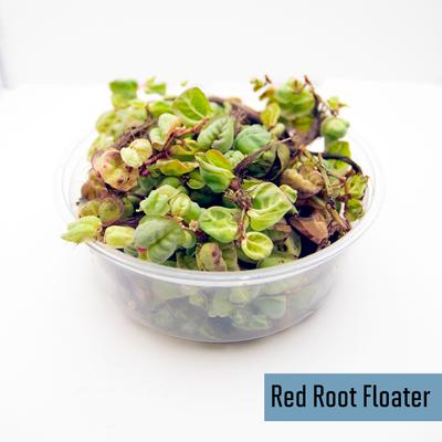 Show full view: HydrOasis Floating Aquarium Plant Bundle Fish Plant slide 4 of 5