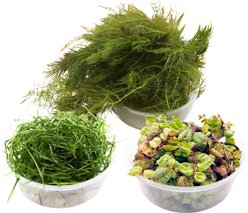 HydrOasis Floating Aquarium Plant Bundle Fish Plant