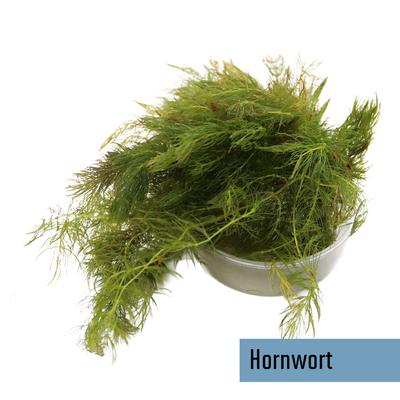 Show full view: HydrOasis Floating Aquarium Plant Bundle Fish Plant slide 3 of 5