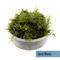 Show in main carousel: HydrOasis Aquarium Moss Starter Bundle Fish Plant slide 3 of 6