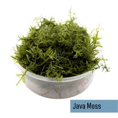 Show full view: HydrOasis Aquarium Moss Starter Bundle Fish Plant slide 3 of 6
