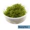 Show in main carousel: HydrOasis Aquarium Moss Starter Bundle Fish Plant slide 4 of 6