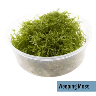 Show full view: HydrOasis Aquarium Moss Starter Bundle Fish Plant slide 4 of 6