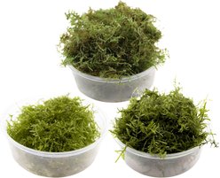 HydrOasis Aquarium Moss Starter Bundle Fish Plant