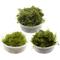 Show in main carousel: HydrOasis Aquarium Moss Starter Bundle Fish Plant slide 1 of 6