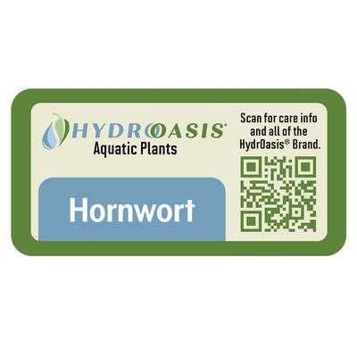 Show full view: HydrOasis Hornwort Portion Fish Plant slide 4 of 4