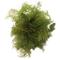 Show in main carousel: HydrOasis Hornwort Portion Fish Plant slide 2 of 4
