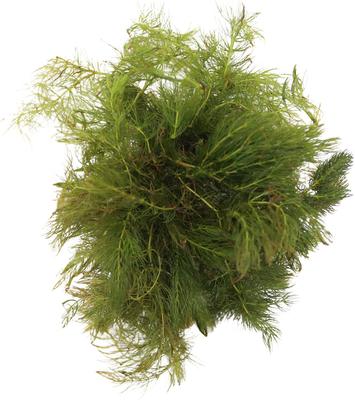 Show full view: HydrOasis Hornwort Portion Fish Plant slide 2 of 4