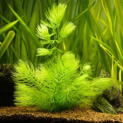 Show full view: HydrOasis Hornwort Portion Fish Plant slide 3 of 4