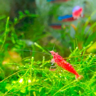 Show full view: HydrOasis Taiwan Moss Portion Fish Plant slide 3 of 4