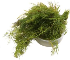 HydrOasis Hornwort Portion Fish Plant