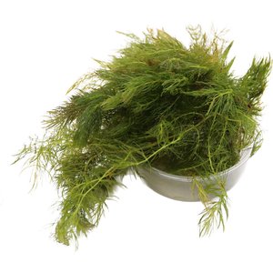 HydrOasis Hornwort Portion Fish Plant