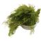 Show in main carousel: HydrOasis Hornwort Portion Fish Plant slide 1 of 4
