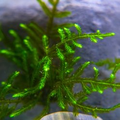 HydrOasis Christmas Moss Portion Fish Plant slide 2 of 4