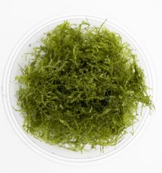 HydrOasis Weeping Moss Portion Fish Plant slide 2 of 4