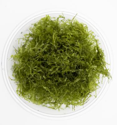 Show full view: HydrOasis Weeping Moss Portion Fish Plant slide 2 of 4