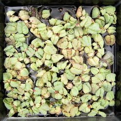 HydrOasis Red Root Floater Portion Fish Plant slide 2 of 4