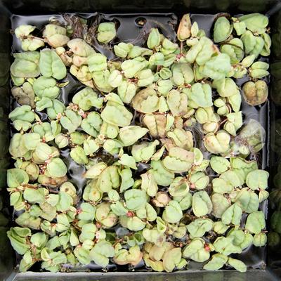 Show full view: HydrOasis Red Root Floater Portion Fish Plant slide 2 of 4